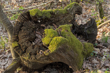 old dried tree stump overgrown with moss