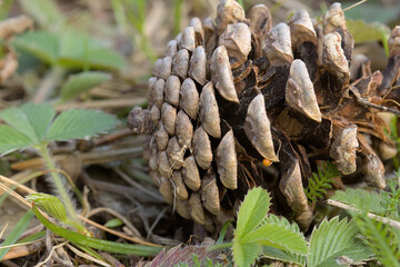 a cone on the ground photographed from close up