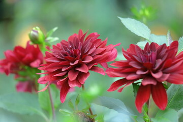 色鮮やかな大輪