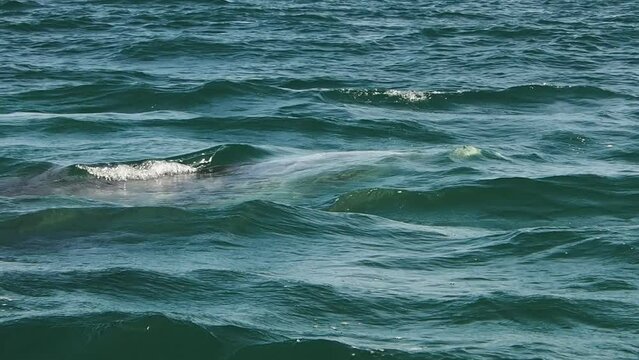 grey whale in magdalena bay puerto chale marguerite island baja california sur mexico