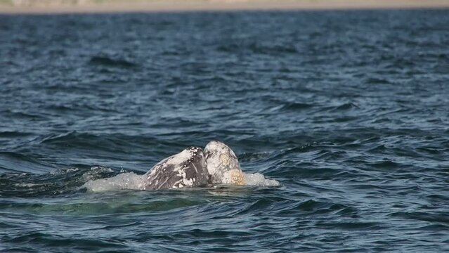 grey whale in magdalena bay puerto chale marguerite island baja california sur mexico