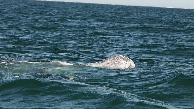 grey whale in magdalena bay puerto chale marguerite island baja california sur mexico