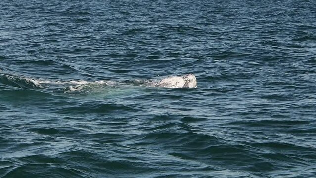 grey whale in magdalena bay puerto chale marguerite island baja california sur mexico