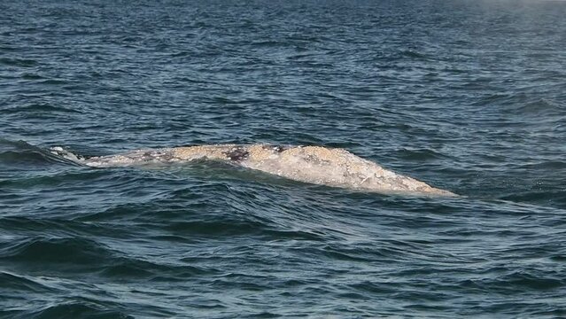 grey whale in magdalena bay puerto chale marguerite island baja california sur mexico