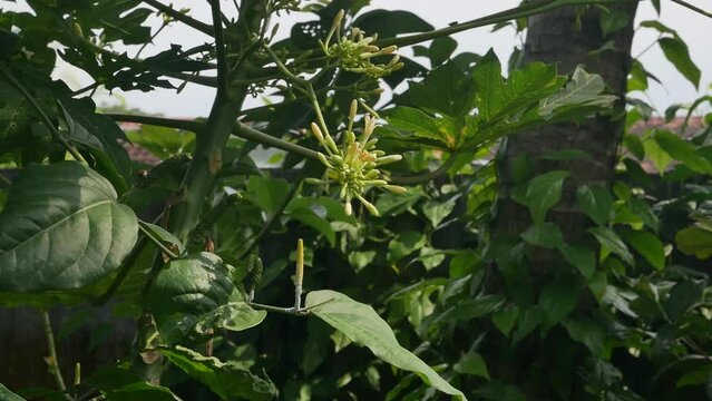 Papaya flowers that will bloom into papaya fruit. papaya flower vegetable.