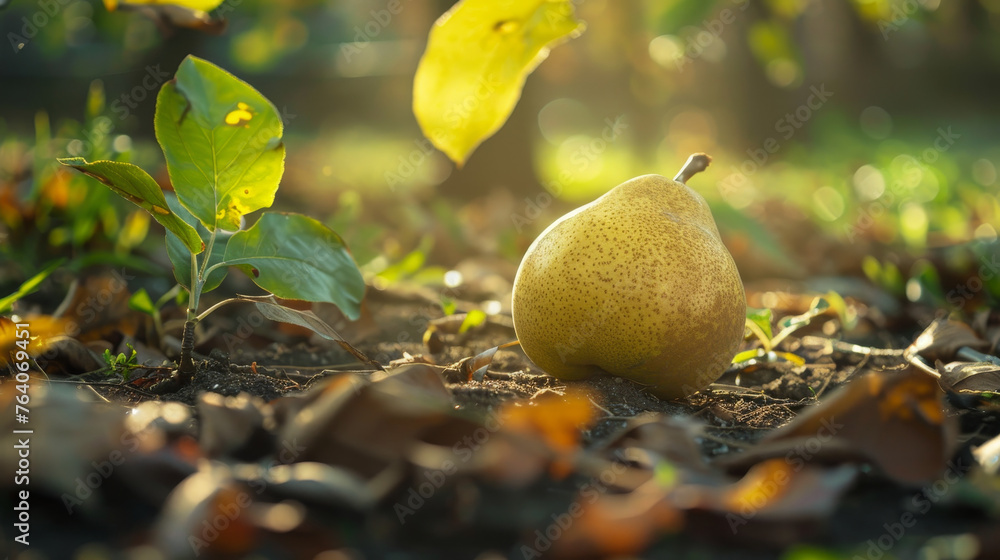 Poster Sunlit pear on the ground with autumn leaves.