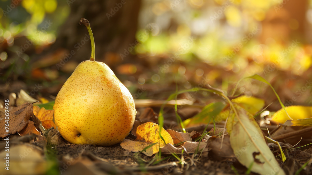 Wall mural A lone pear amidst fallen autumn leaves.