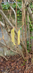Spring pollen flight / pollen allergy background banner panorama - Common hazel / hazelnut shrub tree ( Corylus avellana ) with pollen catkins and yellow flower pollen, illuminated by the sun