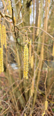 Spring pollen flight / pollen allergy background banner panorama - Common hazel / hazelnut shrub tree ( Corylus avellana ) with pollen catkins and yellow flower pollen, illuminated by the sun