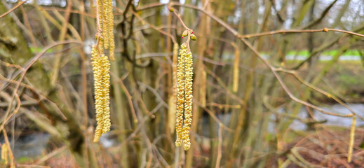 Spring pollen flight / pollen allergy background banner panorama - Common hazel / hazelnut shrub tree ( Corylus avellana ) with pollen catkins and yellow flower pollen, illuminated by the sun