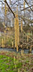 Spring pollen flight / pollen allergy background banner panorama - Common hazel / hazelnut shrub tree ( Corylus avellana ) with pollen catkins and yellow flower pollen, illuminated by the sun