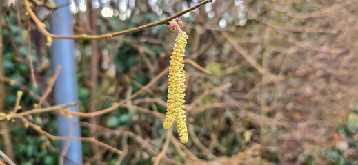 Spring pollen flight / pollen allergy background banner panorama - Common hazel / hazelnut shrub tree ( Corylus avellana ) with pollen catkins and yellow flower pollen, illuminated by the sun