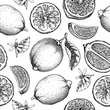 Citrus fruit seamless pattern. Lime fruit classic style sketches. Botanical background. Exotic plants and flowers texture. Hand drawn vector illustration. NOT AI generated