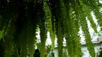 close up ferns growing background