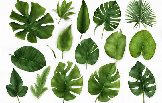 Collection of watercolor wild tropical leaves hand-drawn. jungle plant leaves isolated on white back
