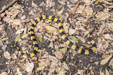 Venomous snake dangerous Neurotoxin. Snake Banded Krait (Bungarus fasciatus) on the ground with dry leaves after the rain.