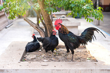 Homeless chicken family Rooster and hen under the shade tree who lives happily in the temple of...