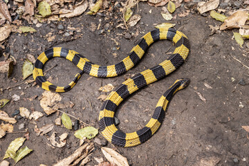 Venomous snake dangerous Neurotoxin. Snake Banded Krait (Bungarus fasciatus) on the ground with dry leaves after the rain.