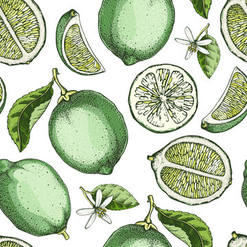 Lime fruit seamless pattern. Citrus fruit sketches. Botanical background. Exotic plants watercolor texture. Hand drawn vector illustration. NOT AI generated