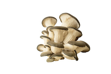 oyster mushrooms bunch. isolate on a transparent background. PNG format available