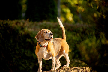   cute dog in the park. Beagle dog 