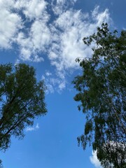 sky and trees