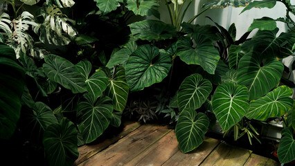 hear leaves philodendron in a tropical garden