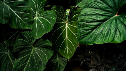 heart leaves philodendron, close up indoor plants, tropical garden