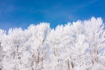 A row of poplar trees rime snow scene