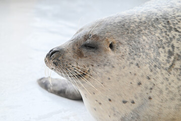 アザラシの横顔 © 小川 静菜