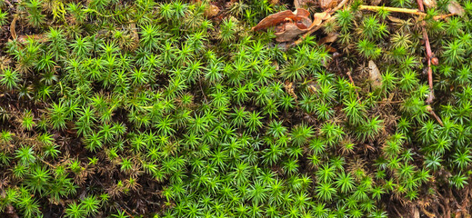 Beautiful green moss growing on a tree