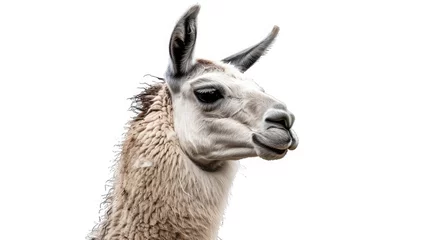 Fotobehang A gentle llama with a serene expression, radiating calmness and peace against a pure white background. © Rustam
