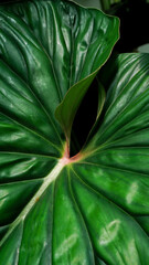Fototapeta premium close up Philodendron plowmanii leaves texture, tropical plants