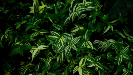 close up tropical plants,greenery,background