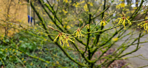 Hamamelis, witch-hazel yellow flowers in the park