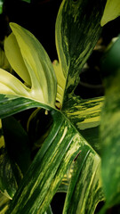 Philodendron florida beauty variegated Philodendron