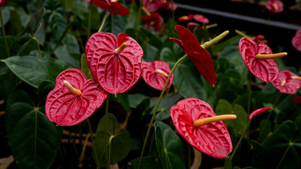 Anthurium flowers blooming, bright colorful flowers tropical garden