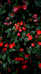 Fototapete bei efototapeten.de bestellen   