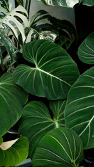 close up Philodendron gloriosum, heart leaves philodendron, tropical background 