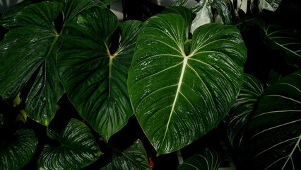 close up Philodendron gloriosum, heart leaves philodendron, tropical background 