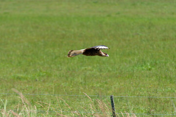 espatula rosada y caranchos en el campo