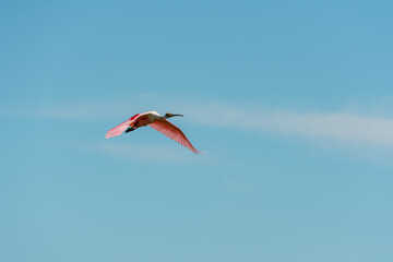 espatula rosada y caranchos en el campo