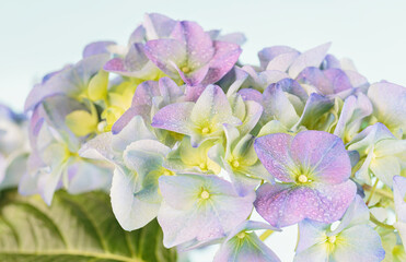 Beautiful Spring Nature background with blooming hydrangea flowers. Hortensia Flowers macro closeup on light blue background for website or Web banner