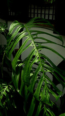 Monstera leaves swiss cheese leaves, indoor plants, tropical garden