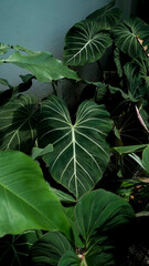 close up Philodendron gloriosum, heart leaves philodendron, tropical background 