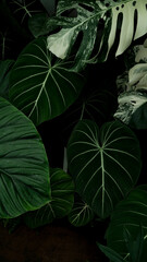 Fototapeta premium close up Philodendron gloriosum, heart leaves philodendron, tropical background 