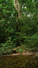 forest canopy, greenery foliage