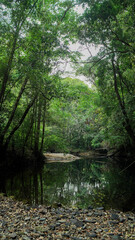 Fototapeta na wymiar forest canopy, greenery foliage
