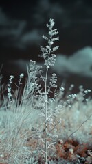 Infrared photography of plants with dark sky background