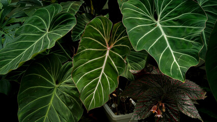 close up Philodendron gloriosum, heart leaves philodendron, tropical background 